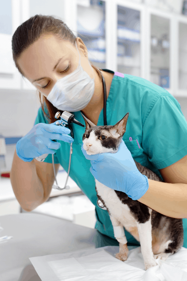 Air Decontamination For Veterinary Practices